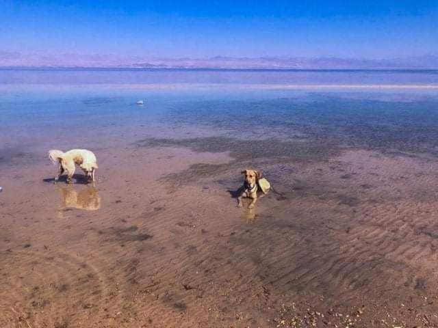 Diana Beach Camp Hotel Nuweiba` Екстериор снимка